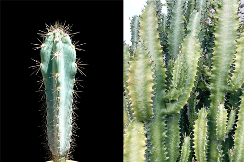 سمت راست افوربیا ( گیاه گوشتی) و سمت چپ سرئوس (کاکتوس)