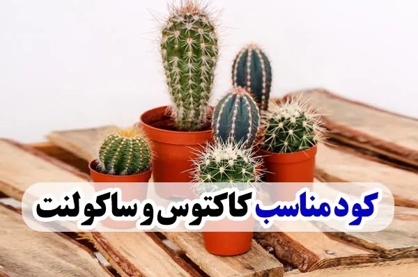 کود مناسب کاکتوس و ساکولنت